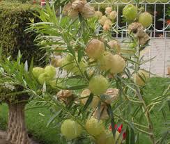 Image result for Gomphocarpus physocarpus
