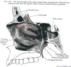 Nasal cavity, paranasal sinuses, maxillary division of trigeminal nerve. Ethmoid Bone Prohealthsys