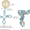 Transfer rna is the smallest polymeric rna. Https Encrypted Tbn0 Gstatic Com Images Q Tbn And9gcsehc K8yhxf6lnmxj3 Taxrxp Wtrplwvsktpm Znwn1w3ng7u Usqp Cau