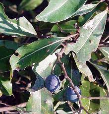 Image result for Cryptocarya