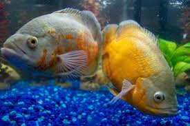 cichlids complete guide african south american dwarf and