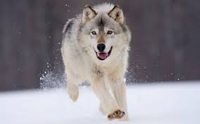 1920x1200 wolf howling moon night hd wallpaper. Wolf Wallpapers Hd Wallpaper Cave