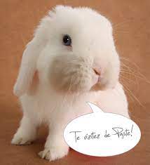 Urari de paste in spiritul sarbatorii. FelicitÄri De PaÈte 2017 Cele Mai Frumoase Imagini Cu UrÄri Èi Mesaje De PaÈte Pe Care Le PoÈi Trimite Celor Dragi Libertatea