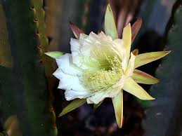 Image result for Cereus jamacaru