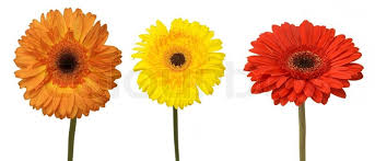 Download Three Flowers Isolated On White Stock Image Colourbox
