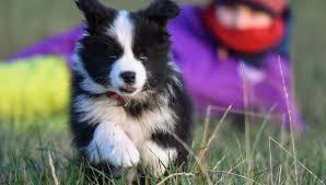 10 millions de chiens, 5,8 millions de chats et 60 000 furets. Chiens Chats Decouvrez Les Races Et Noms D Animaux De Compagnie Les Plus Courants En France