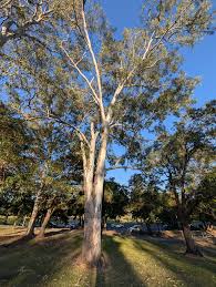 Image result for Eucalyptus tereticornis
