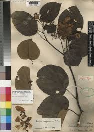 Image result for Cordia africana