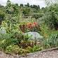 Getting to Grips with Your Allotment (8 sessions) event image