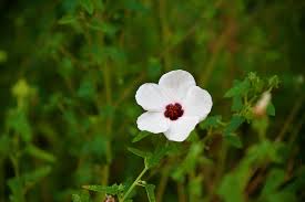 Image result for Pavonia clathrata