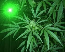 Wow 16 gambar daun ganjah png. Ganja Animasi Bergerak