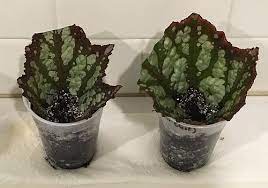 Quick And Easy Begonia Propagation Begonia Leaf Cuttings Begonia Propagating Plants Plant Cuttings