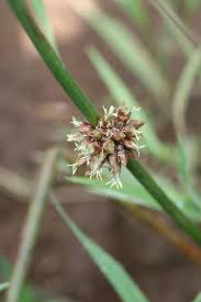 Image result for Schoenoplectiella articulata
