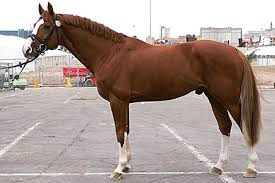 Mckennah butterfly flip's siblings (ciro cherub gabi vigo x destiny's child elite house) Butterfly Flip The Horse Magazine