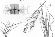 Image result for Eragrostis tenuifolia