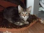 Abyssinian Cat Breed Information, Pictures ...