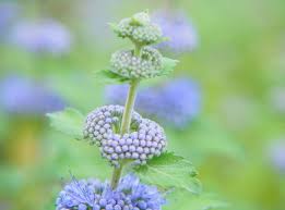 Image result for Justicia incana