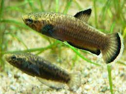 Fakta unik kampung janda yang bikin pria ogah pulang. Ikan Cupang Kampung Wild Country Fine Arts