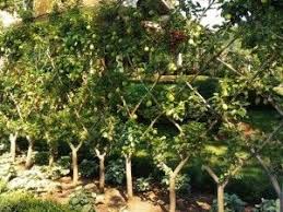 Bring fruit in by the bushel with these varieties. Deco Casa De Campo Buscar Con Google Espalier Fruit Trees Urban Garden Cottage Garden