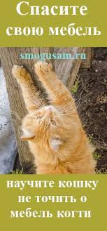 uznajte kak otuchit koshku tochit kogti o mebel i steny ne navrediv emu koshki semejnaya stena zhivotnye