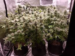 White led lights are great for growing plants. Which Led Grow Lights Are Best For Growing Cannabis Grow Weed Easy