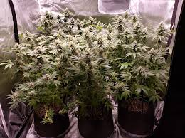 Led grow light comparison table. Which Led Grow Lights Are Best For Growing Cannabis Grow Weed Easy