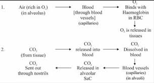 life processes class 10 notes science mycbseguide cbse