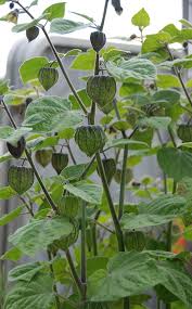 Image result for Physalis peruviana