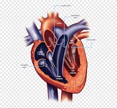 Heart Valve Mitral Valve Heart Ailment Cardiac Surgery Heart Heart Human Body Png Pngegg Webmd's heart anatomy page provides a detailed image of the heart and provides information on heart conditions, tests, and treatments. heart valve mitral valve heart ailment