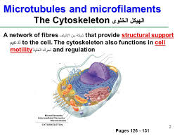 Microfilaments aid the process of cytokinesis, which is when the cell pinches off and physically. 1 Cell Organelles Continuous 2 Microtubules And Microfilaments The Cytoskeleton Ø§Ù„Ù‡ÙŠÙƒÙ„ Ø§Ù„Ø®Ù„ÙˆÙ‰ Pages A Network Of Fibresrovide Structural Ppt Download