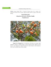 Image result for Allophylus abyssinicus