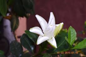 Image result for Gardenia resinifera