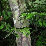 Image result for Lomariopsis guineensis