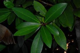 Image result for Rapanea melanophloeos