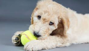 But i think d is also acceptable. How To Train A Naughty Dog 3 Rules To Help You The Happy Puppy Site