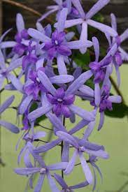 Pin On Flowers Iv