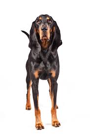 Black And Tan Pugalier 8 Best Dog Bones For Aggressive Chewers Coonhound Coonhound Puppy Smart Dog