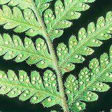 Image result for Lastreopsis vogelii