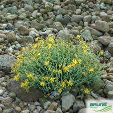 Image result for Hypericophyllum