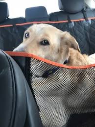 See full list on caringforaseniordog.com Entertainment For Senior Dogs 10 Ways To Perk Up An Old Dog Fast