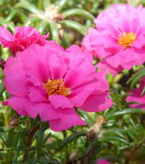Se parliamo di come far crescere forme decorative portulaca, allora questo è piantine in crescita devono provenire dal fatto che le piante termofile. Portulaca Grandiflora Viridea Piante Nel Contenitore Giardinaggio Per Principianti Portulaca Grandiflora