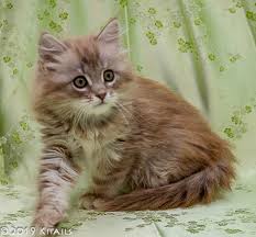 Pumaridge russian siberian cats are a home breeder specialising in high quality and low allergy lines of siberian cats. Kitails Siberians Massachusetts Siberian Kitten Cat Breeder