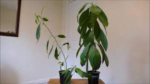 Although growing avocado tree in the ground is possible only in tropical regions or in the mediterranean area, it is easy to sprout an avocado from you'll need time before harvesting your first avocados, but the growing of this tropical tree is a joy in itself, at the same time simple and comforting. Repotting My Avocado Plants Youtube