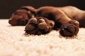 Check spelling or type a new query. Protect Heal Your Dog S Paws