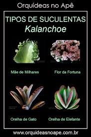Suculenta Kalanchoe Suculentas Tipos De Plantas Suculentas Jardim De Plantas Suculentas