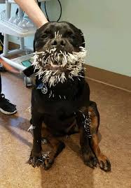 Take some white vinegar and pour it over the area where the quills are embedded. Help My Dog Got Quill D Now What Caledon Mountain Veterinary Hospital