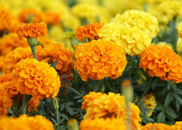 We did not find results for: Tips Tanam Bunga Marigold Di Pot Rumah Agrozine