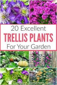Perennial climbing flowers for shade. 11 Best Climbing Flowers Trellis Ideas Climbing Flowers Planting Flowers Plants