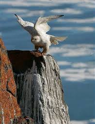 تغذية طائر سنقر Birds Of Prey Raptor Bird Of Prey Raptors Bird
