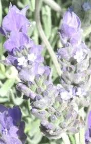 Image result for Lavandula dentata